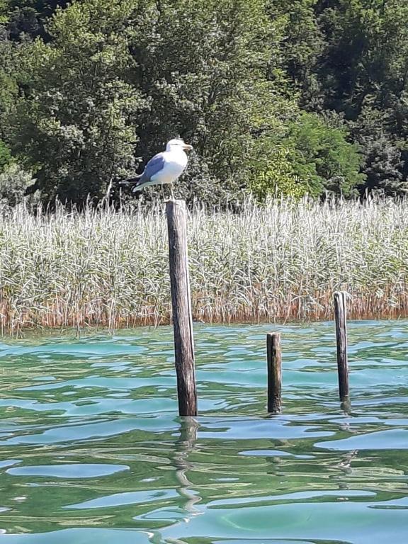 Le Lamartine, Vue Magnifique Face Au Lac Du Bourget Aix-les-Bains Exterior foto